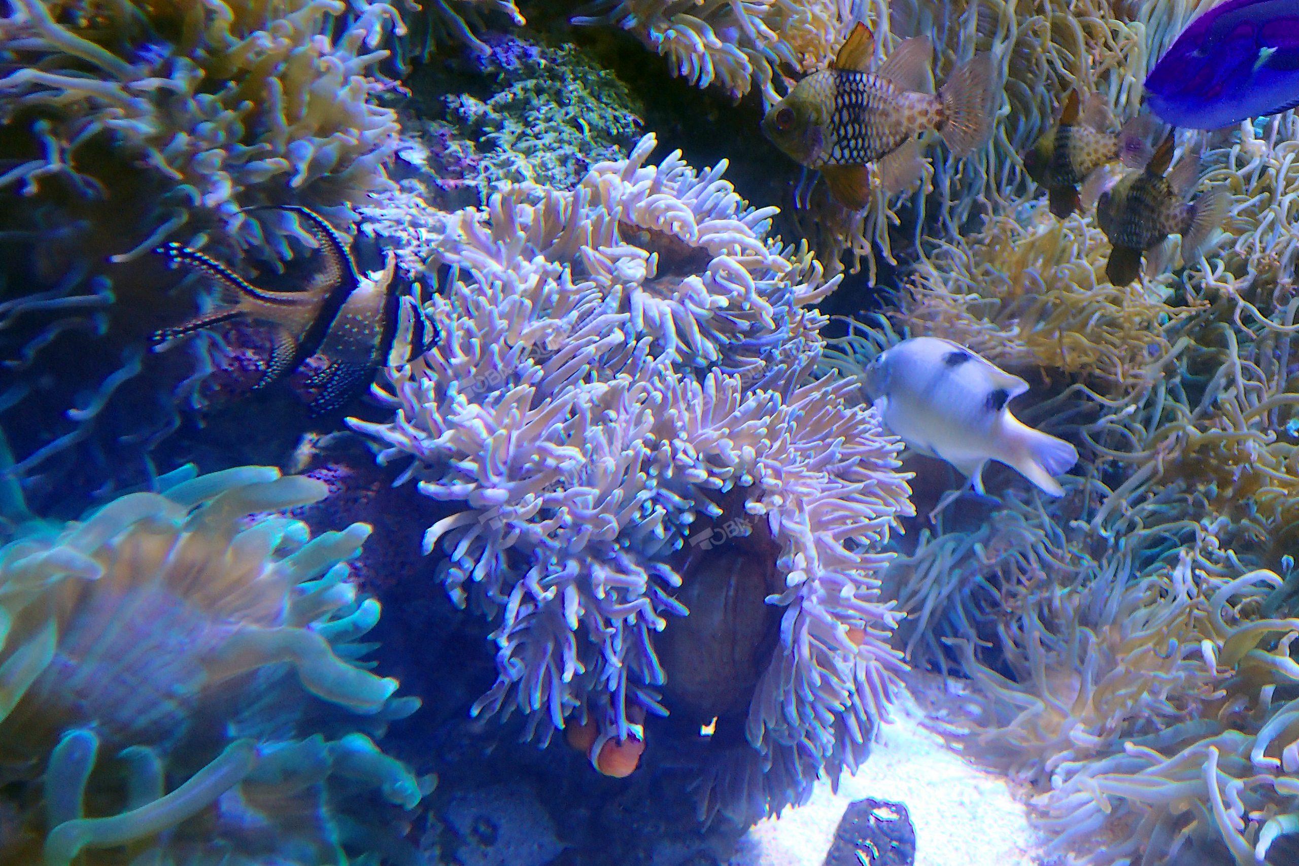 センジュイソギンチャク - 生きもの図鑑 鳥羽水族館